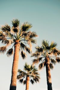 A group of palm trees against a blue sky