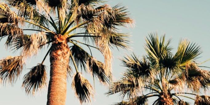 A group of palm trees against a blue sky